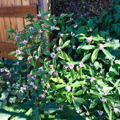 Daphne odora 'Aureomarginata'