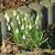 Galanthus nivalis