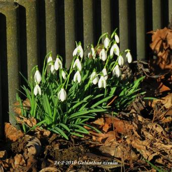 Galanthus nivalis