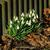 Galanthus nivalis