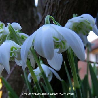 Galanthus nivalis 'Flore Pleno'