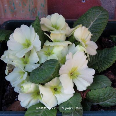 Primula polyanthus - 