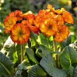 Primula veris 'Fire' - 