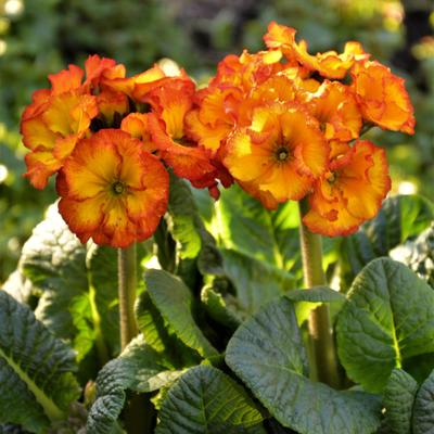 Primula veris 'Fire' - 