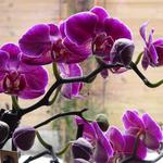 Phalaenopsis 'Little Kolibri' - 