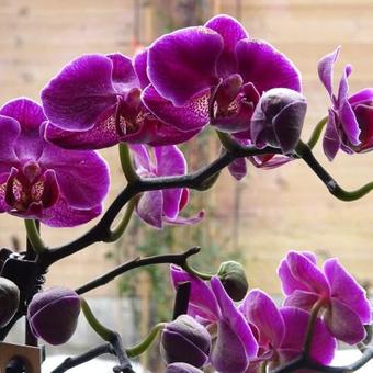 Phalaenopsis 'Little Kolibri'