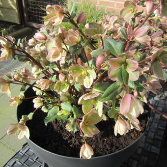 Helleborus x ericsmithii 'Pirouette'