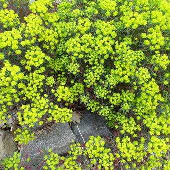 Euphorbia cyparissias   'Clarice Howard'