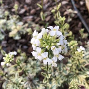 Arabis ferdinandi-coburgi ‘Variegata’