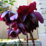 Helleborus orientalis 'Purple Pink Pompon' - 