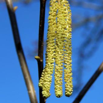 Corylus avellana