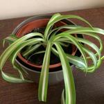 Chlorophytum comosum 'Bonnie' - 