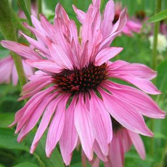 Echinacea purpurea 'Doubledecker'