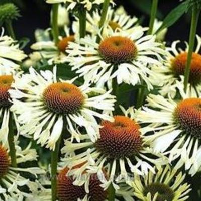 Echinacea purpurea 'Ferris Wheel' - 