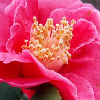 Camellia japonica 'Doctor King'