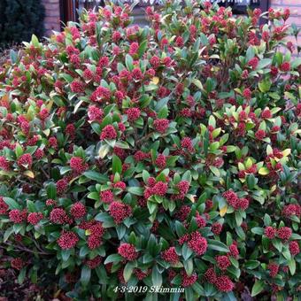 Skimmia