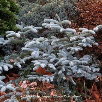 Picea pungens 'Glauca Procumbens'