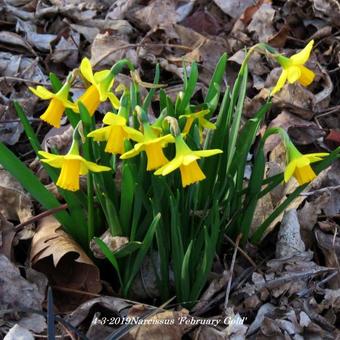 Narcissus 'February Gold'