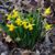 Narcissus 'February Gold'