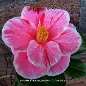 Camellia japonica 'Oki No Nami'