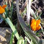 Crocus olivieri subsp. balansae 'Orange Monarch' - 