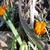 Crocus olivieri subsp. balansae 'Orange Monarch'