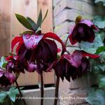 Helleborus orientalis 'Purple Pink Pompon' - 