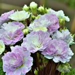 Primula vulgaris BELARINA 'Pink Ice' - 