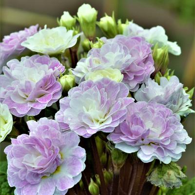 Primula vulgaris BELARINA 'Pink Ice' - 