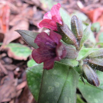 Pulmonaria saccharata 'Mrs. Moon'