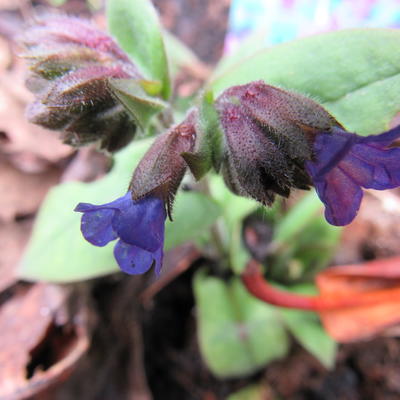 Pulmonaria angustifolia 'Blaues Meer' - Pulmonaria angustifolia 'Blaues Meer'