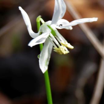 Scilla siberica 'Alba'