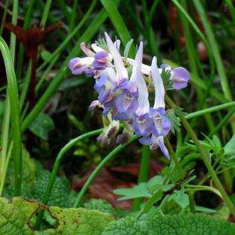 Corydalis solida