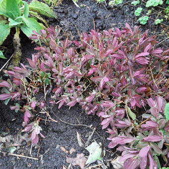 Euphorbia dulcis 'Chameleon'