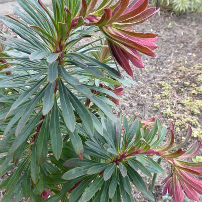 Euphorbia amygdaloides 'Ruby Glow' - 