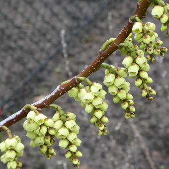 Stachyurus praecox  var. matsuzakii