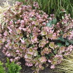 Helleborus x sahinii 'Winterbells' - 