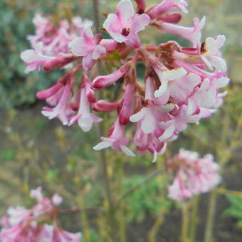 Viburnum x bodnantense 'Dawn'