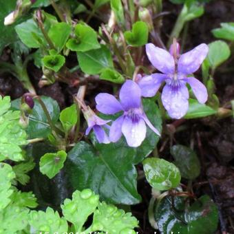 Viola reichenbachiana