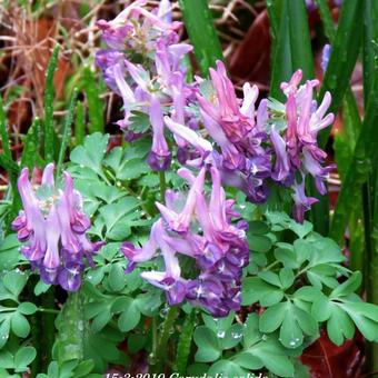 Corydalis solida