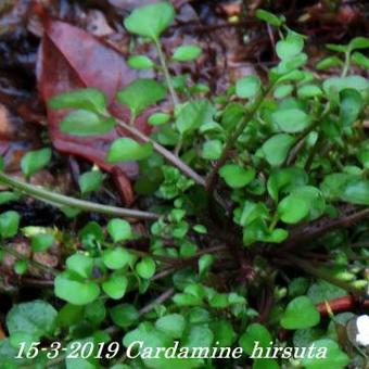 Cardamine hirsuta