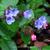 Pulmonaria officinalis