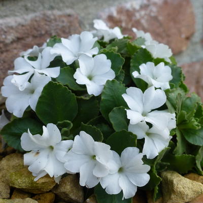 Primula minima 'Alba' - 