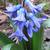 Hyacinthus