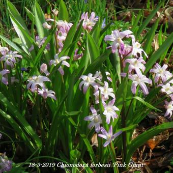 Chionodoxa forbesii 'Pink Giant'