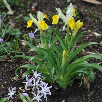 Iris bucharica