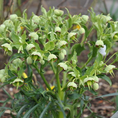 Helleborus foetidus 'Sopron' - 