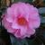 Camellia 'Spring Festival'