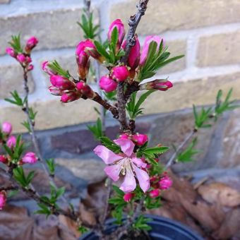 Prunus 'Comet'