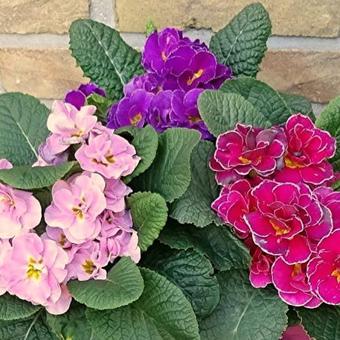 Primula 'Think Pink'